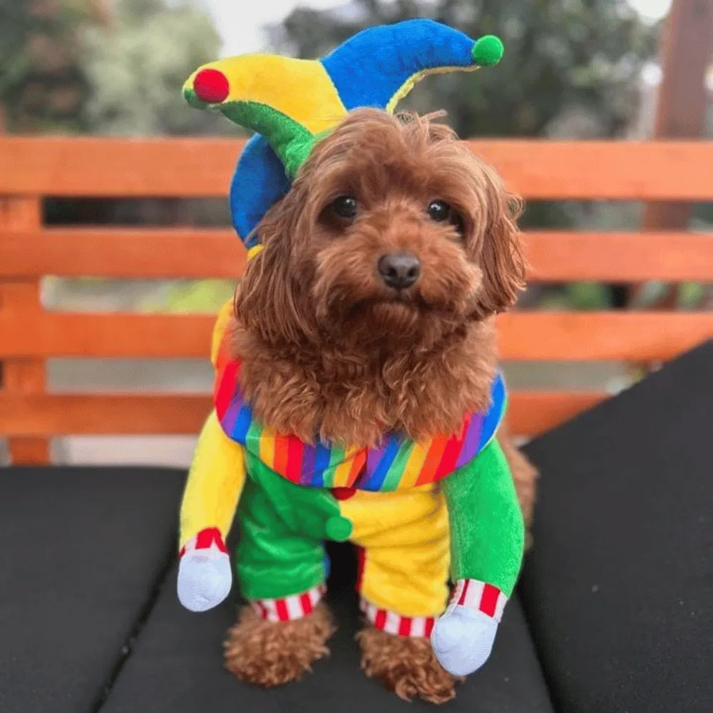 Jester Dog Costume