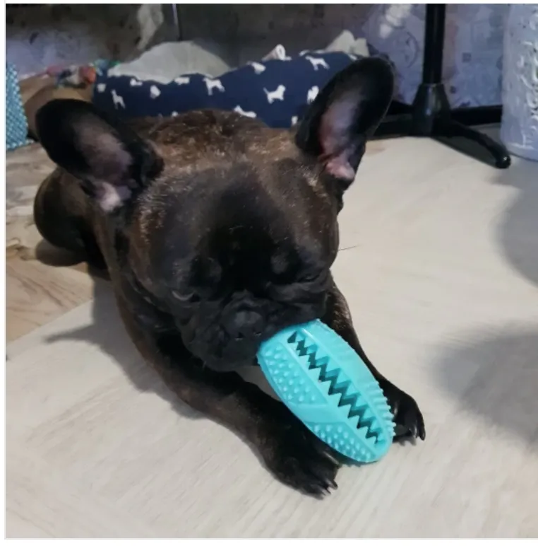 Suction Frenchie TugToy™ V2 (WS67)