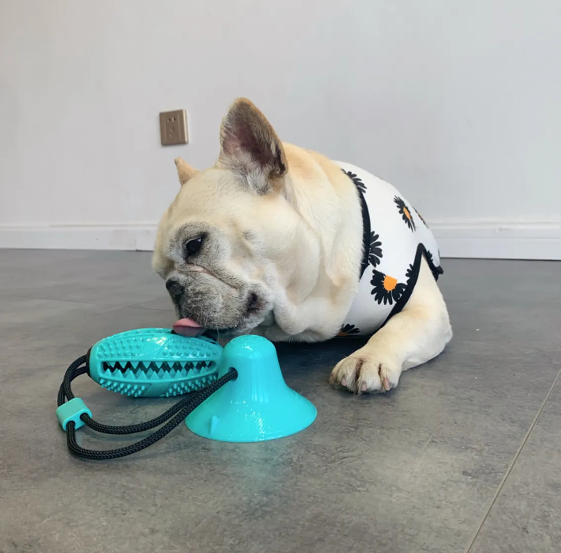Suction Frenchie TugToy™ V2 (WS67)